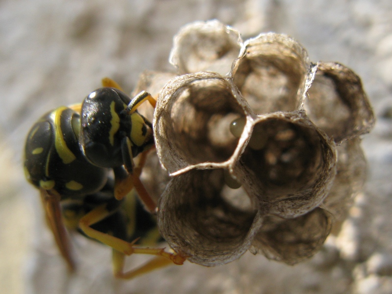 uova di pasqua (uova in un nido di Polistes)